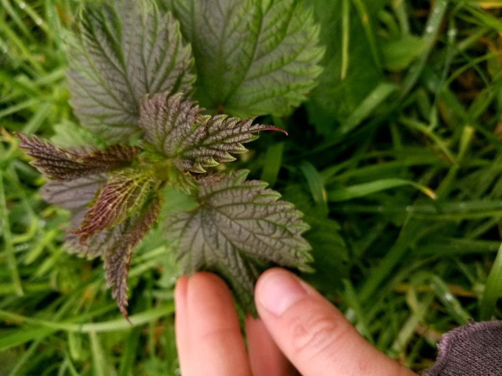 the best herbs for digestion. Stinging Nettle Tincture from the farmacy garden