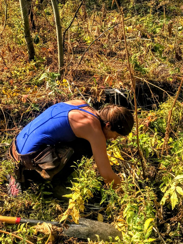 wild harvesting angelica here in this photo. I tend to the wild patches I visit with deep care. Reciprocity with the land is a key component to a successful harvest and to me, a successful business too.