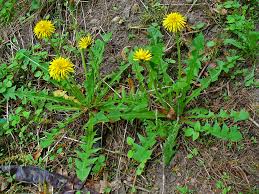 How to Make Fermented Dandelion Wine At Home