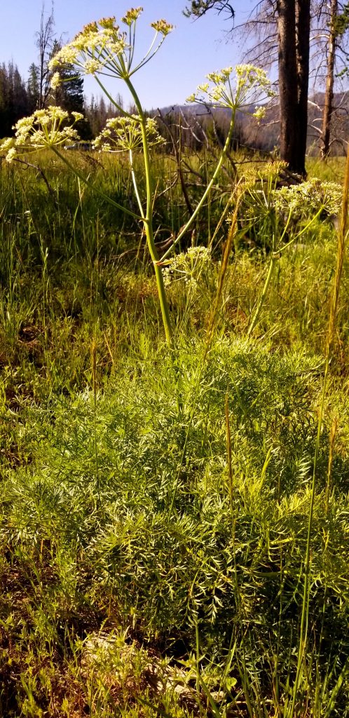 Bear-root Potent medicinal plant of the Rocky Mountains - Osha Giving the Strength of the Rockies to our Bodies