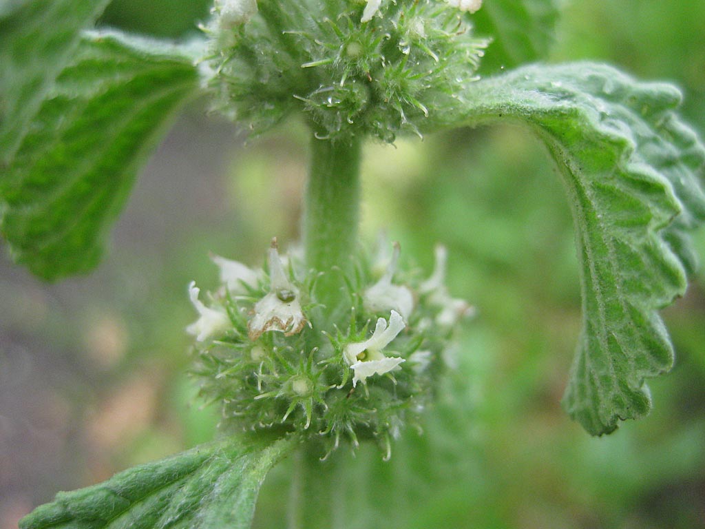 Horehound – a mint family herbal remedy for great lung health