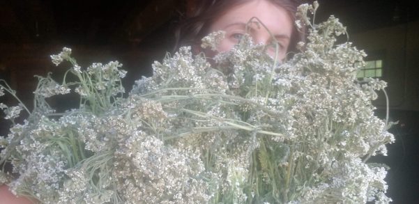 Yarrow – Joining the Spirit & Science of Herbalism