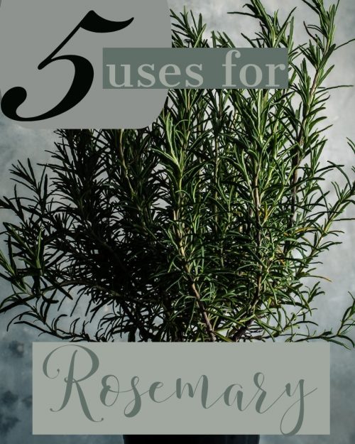 5 Ways To Use Rosemary