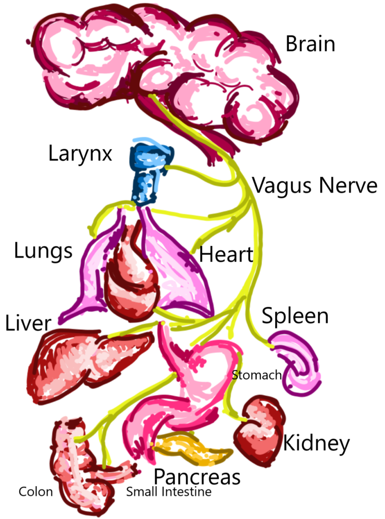 to best stimulate the vagus nerve and digestion it is essential to add digestive bitter herbs into your diet.