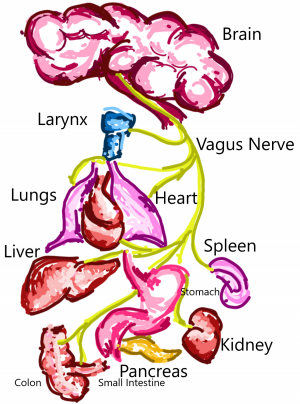 The Vagus Nerve and it’s wanderings through our body