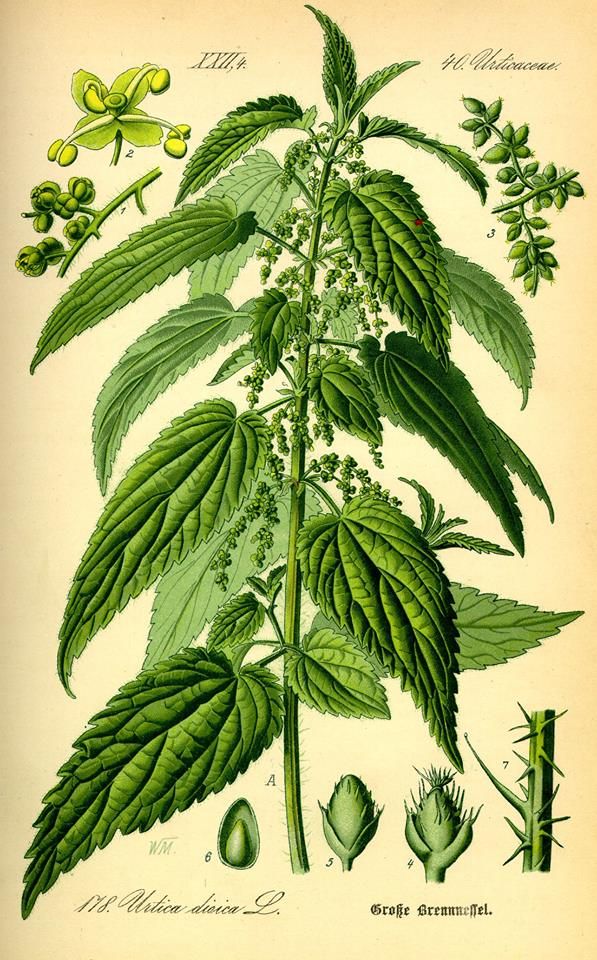 Getting to know the sting of stinging nettle