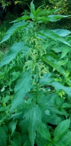 Nettles and Dandelion bitters are a great combination to work with for great digestive bitters.