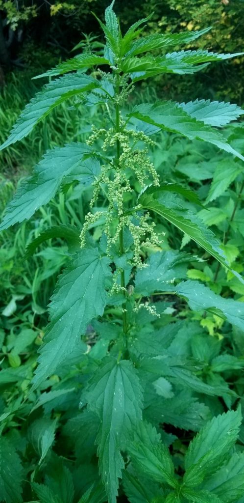 the best herbs for digestion. Stinging Nettle Tincture