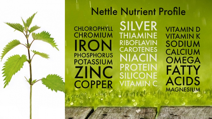 Stinging Nettle and Dandelion the BEST Herbs for Digestion