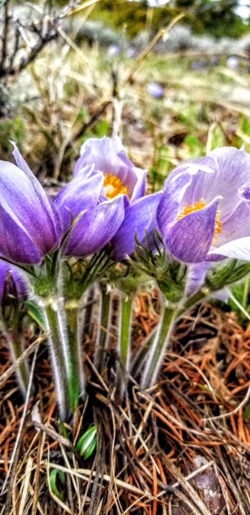 pulsatilla