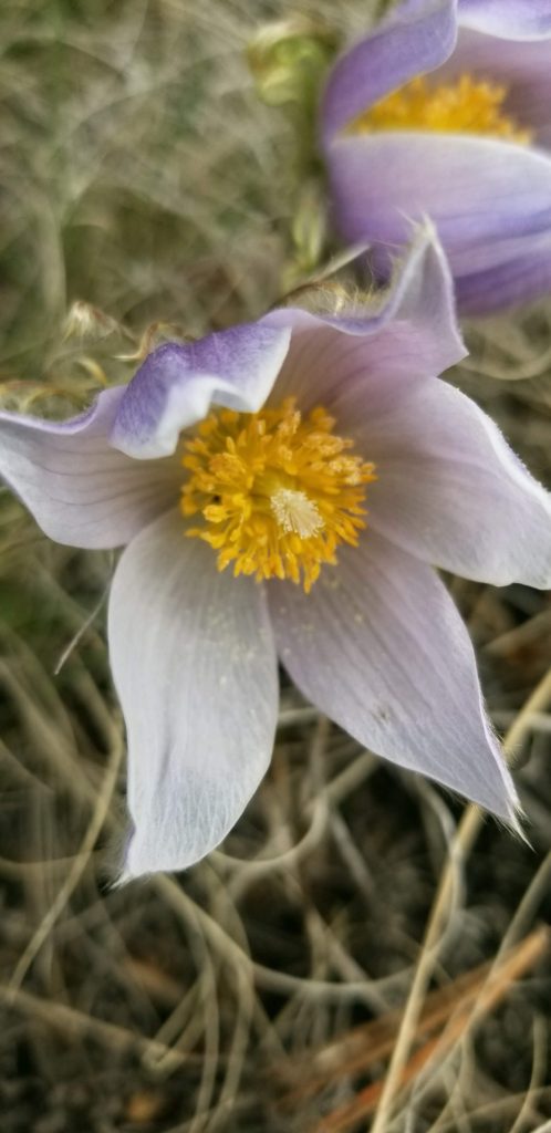 pulsatilla