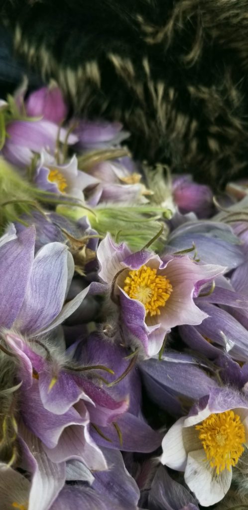 pulsatilla