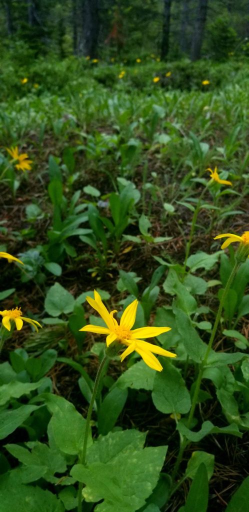 Arnica Fields forever....  Arnica - woodland flower who moves pain.  Physical & Spiritual - Arnica MOVES Stuck Pain in the Shadow. Spirit Medicine of Arnica 