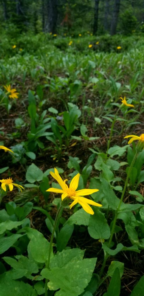 5 herbs to get to know for daily meditation