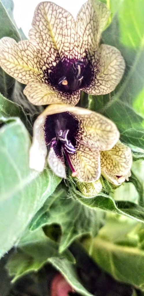 Henbane, one of my 5 herbs to get to know for daily meditation