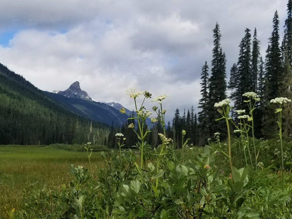 Rocky Mountain Herbs with the best online herb shop! Herbalism is the Peoples Medicine