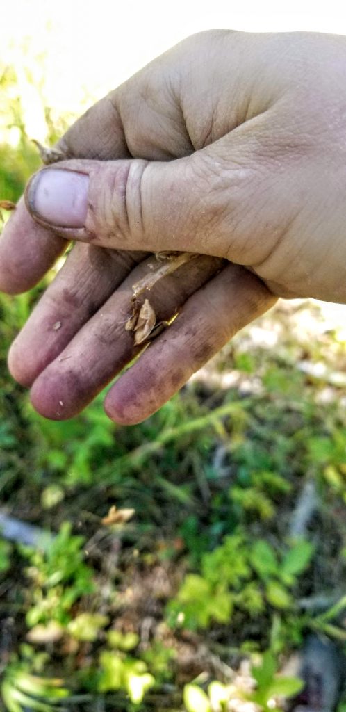 Seed keepers have been connected to our ancestors deeply through the growing of food and medicine. I love spreading fall seeds during Samhain Season.