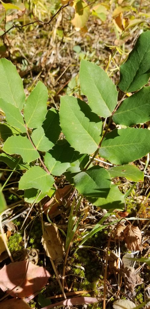 Oregon grape root benefits are directly correlated to the root of health... the liver and digestion.