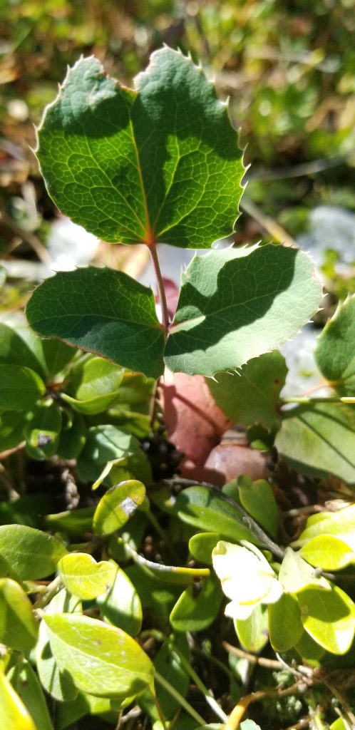 Oregon grape root benefits are many. This prolific grower is Mahonia repens -