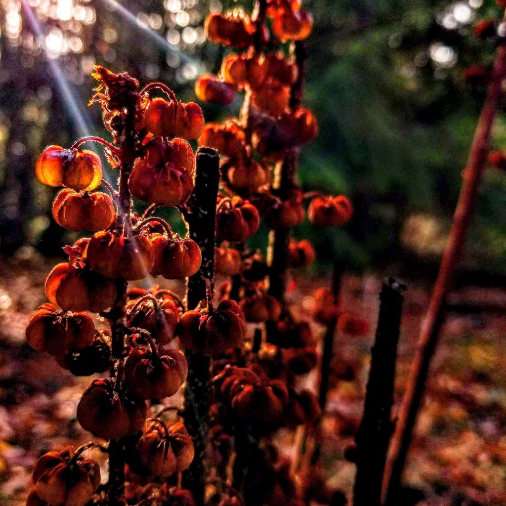 Sweet Autumn light coming through the bells of pine drops during Samhain Season