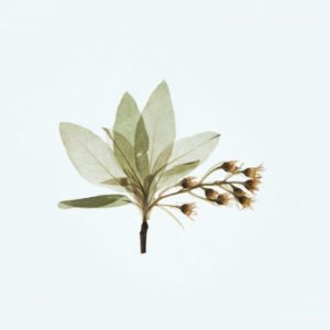 Immune System Support