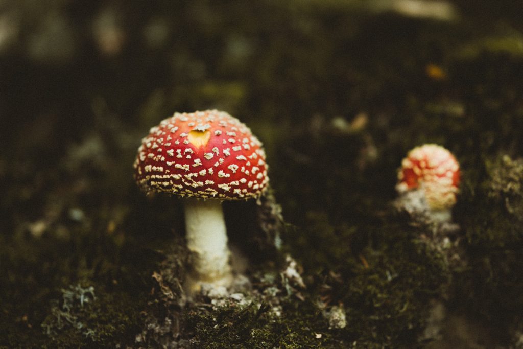 The Amanita muscaria mushroom is commonly known as Fly Agaric. The legends say that when the Reindeer consumed these mushrooms... which they do eat them... that it would lead to their flight through the night sky...