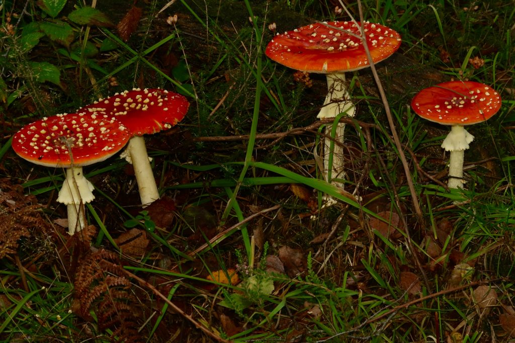 Amanita muscaria mushrooms - dancing in the forest of the darkening solstice lands 