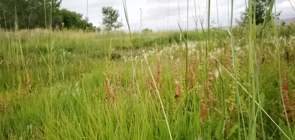 Dream Weaving with Plants - Be the Change - Matching the Vibration of Nature