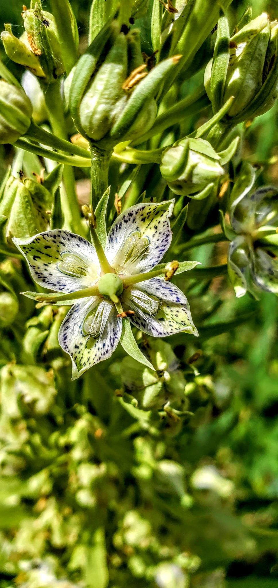 Digestive Vitality Through Herbal Wisdom - Image 4