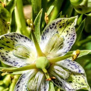 Digestive Vitality Through Herbal Wisdom