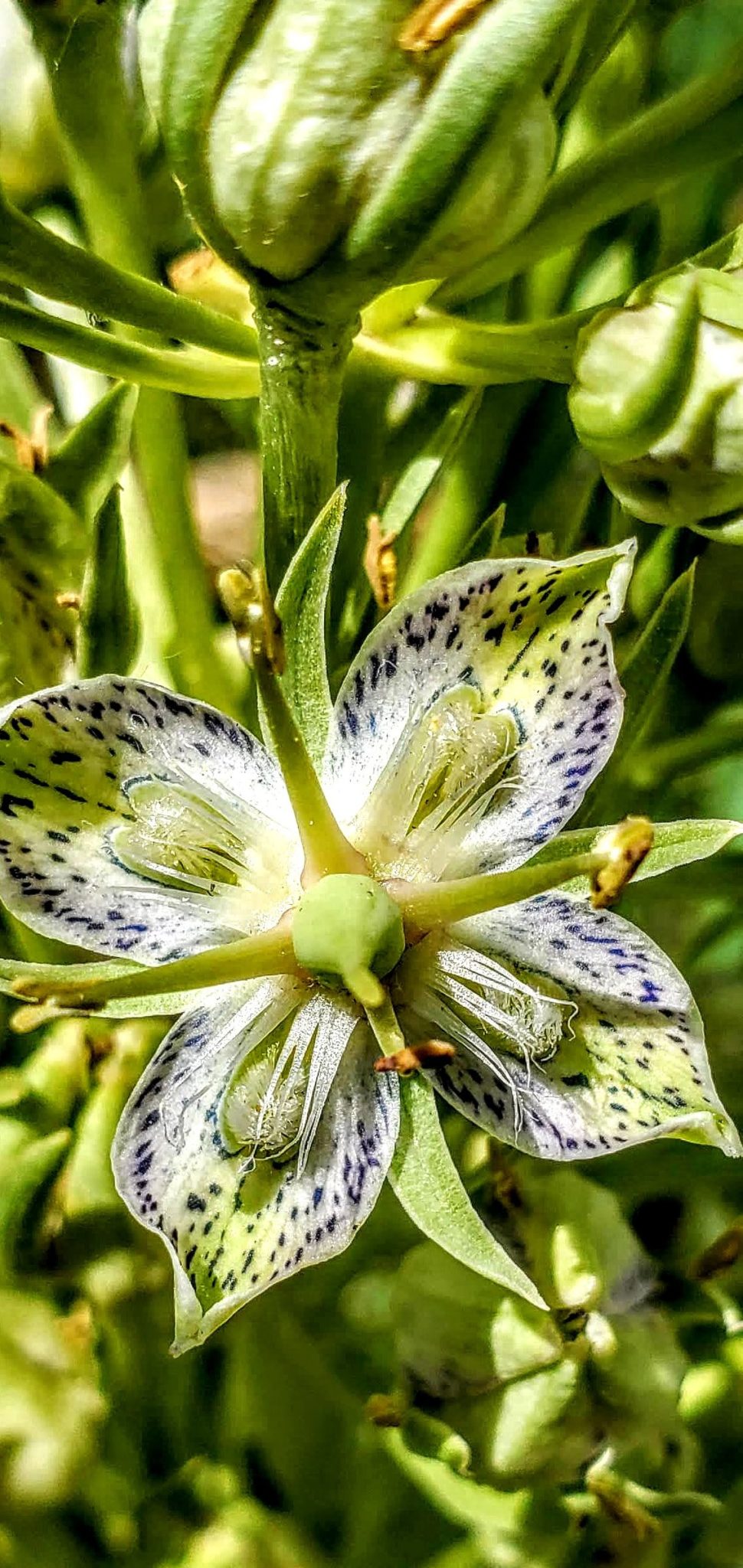 Digestive Vitality Through Herbal Wisdom