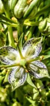 gentian always looks like a plant that lived with the dinosaurs... being known as the century plant, it holds keys from when it originally was rooted into the ground... 