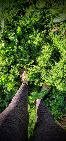 grounding into the mat of German Chamomile. The subtle realms hold the most powerful messages.