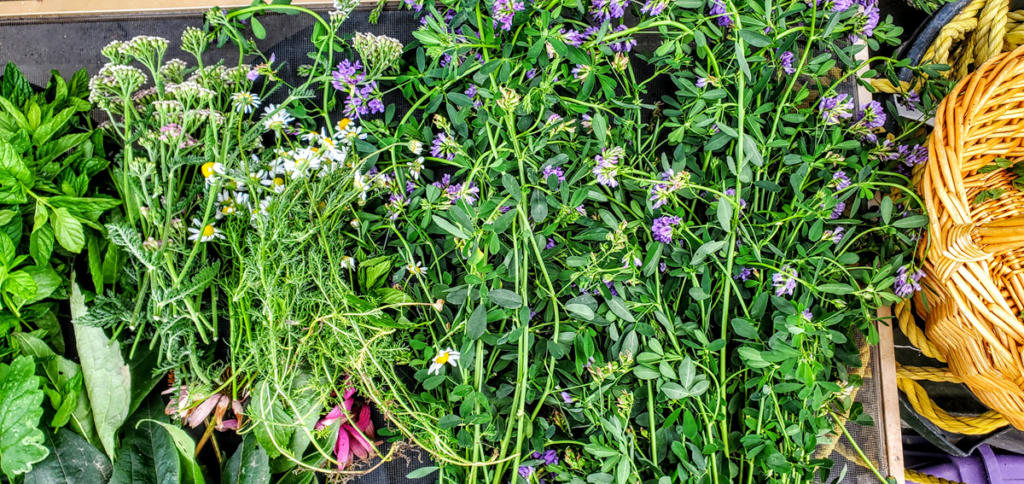 harvests of fresh nourishing herbs for infusions and rest of chamomile.