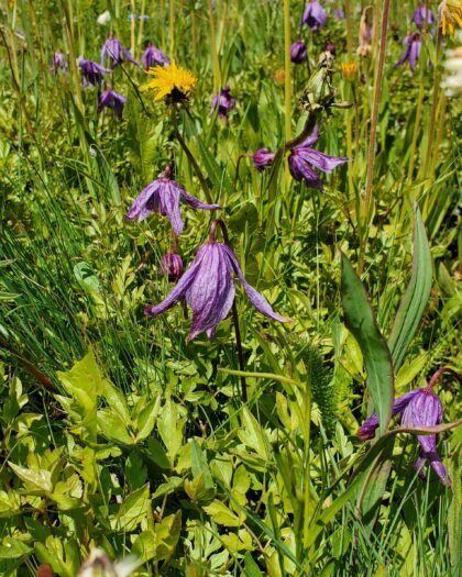 healing trauma with herbs. somatic healing with herbs. alternative healing for trauma